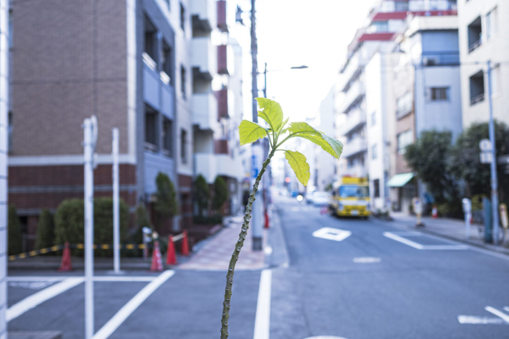 植物視点 in 東京