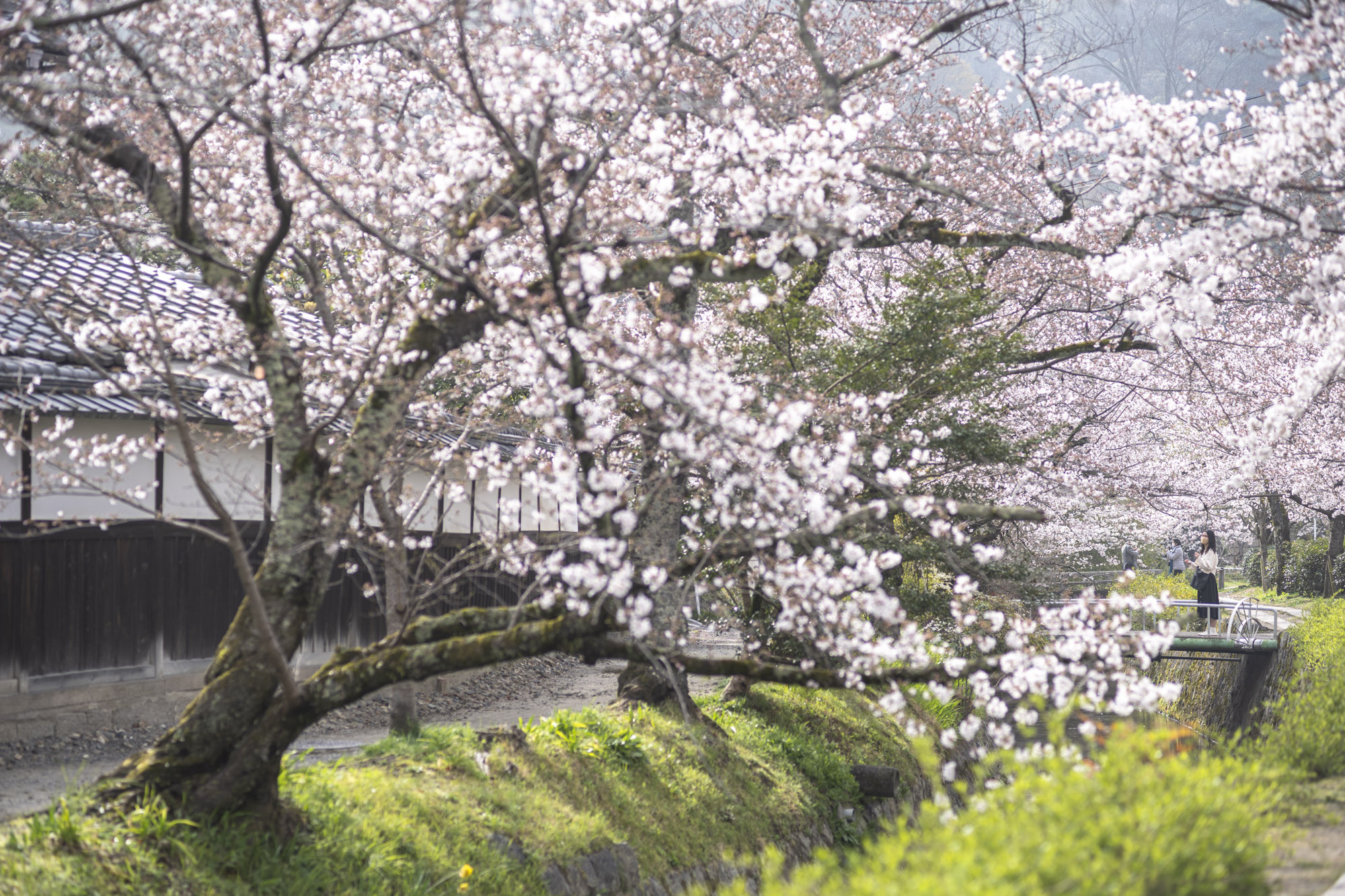 レポート 哲学の道の桜 21 3 Yuki Hamanaka Photo